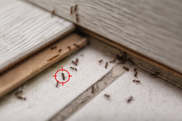 Trusted Canyon Day, AZ Pest Control Experts