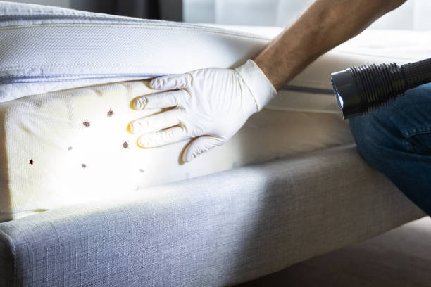 Best Pest Control Near Me  in Canyon Day, AZ