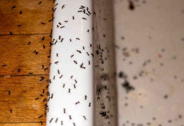 Trusted Canyon Day, AZ Pest Control Experts