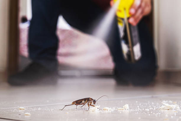 Best Affordable Pest Control Services  in Canyon Day, AZ