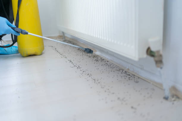 Best Emergency Pest Control  in Canyon Day, AZ